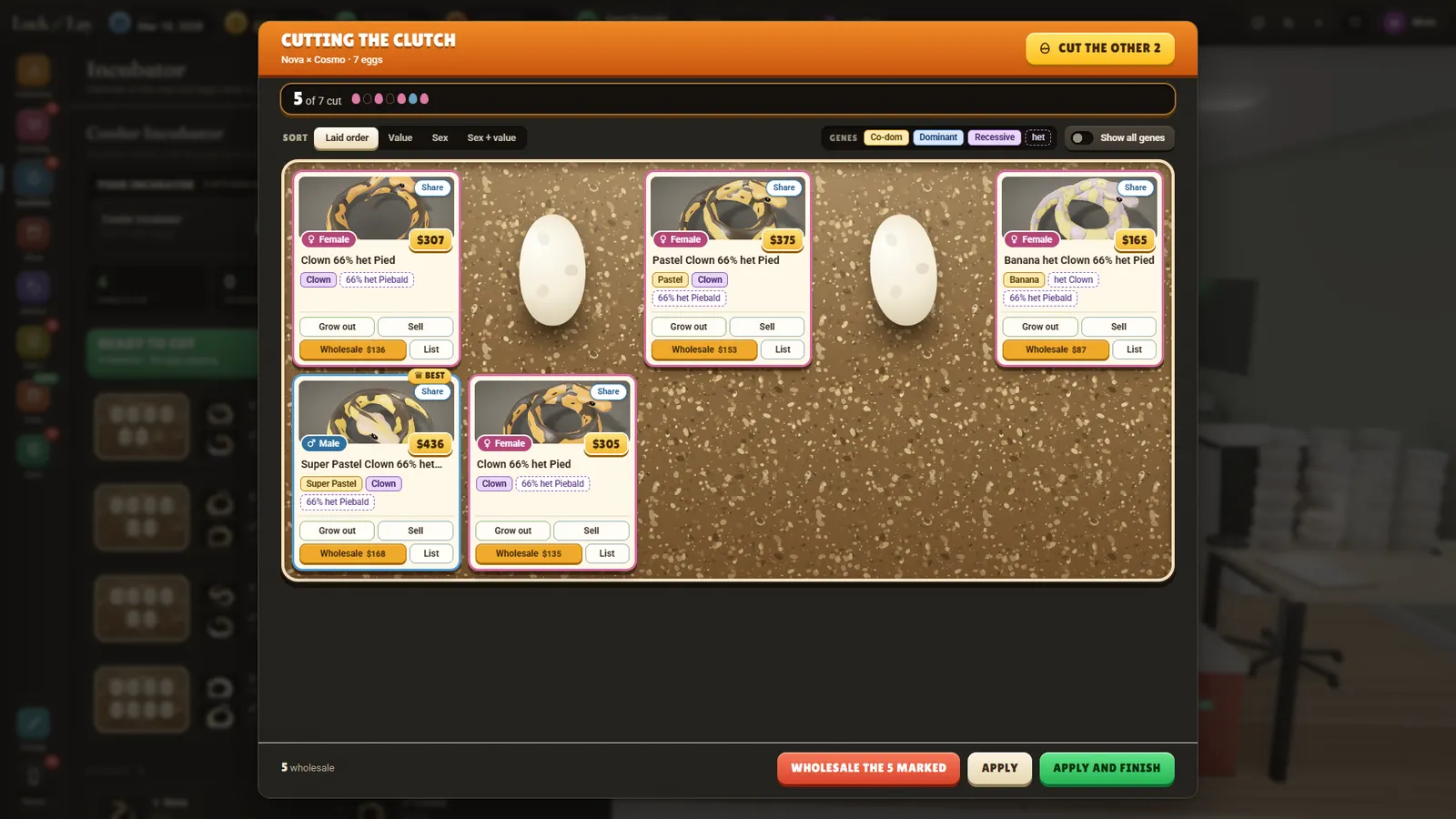 Cutting a clutch: each egg opens to show the baby's morph